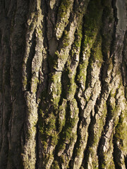 The beautiful  bark with green moss