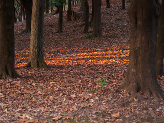 Fototapeta premium 夕暮れの木々