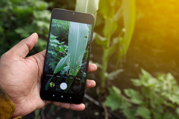 Agronomist examining damaged corn leaf on mobile phone
