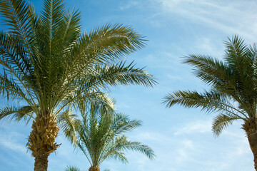 Obraz na płótnie Canvas Palm trees against the sky