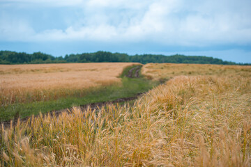 rye crop maturing in the field