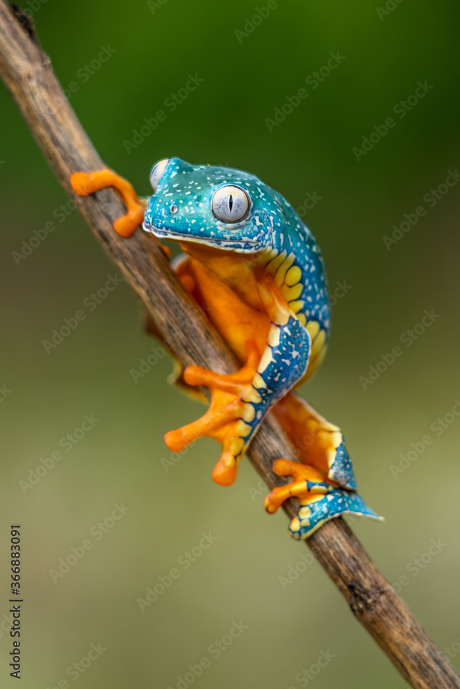 Canvas Prints golden-eyed leaf frog, cruziohyla calcarifer, green yellow frog sitting on the leaves in the nature 