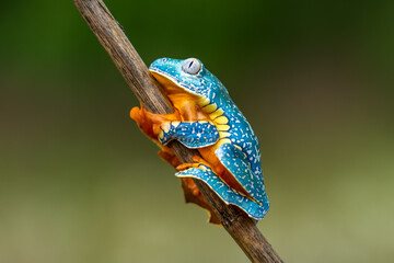 Golden-eyed leaf frog, Cruziohyla calcarifer, green yellow frog sitting on the leaves in the nature habitat in Corcovado, Costa Rica. Amphibian from tropic forest. Wildlife in Central America.