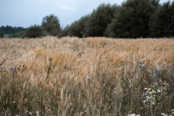Fototapeta premium rye crop maturing in the field
