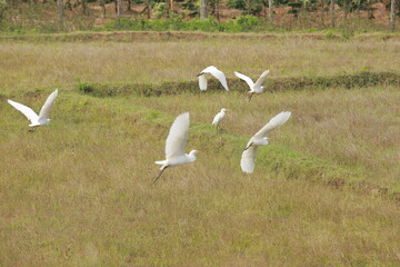 white heron in flight
