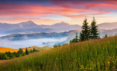 Fototapeta na wymiar Foggy summer panorama of the Carpathian mountains.