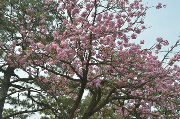 八重桜