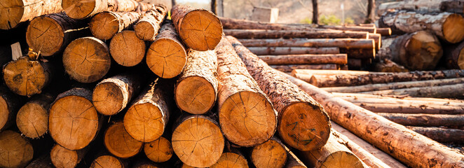 Tas de troncs d& 39 épinette. Arbres sciés de la forêt. Exploitation du bois industrie du bois. Couper des arbres le long d& 39 une route préparée pour l& 39 enlèvement.