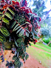 A small plant in a garden with red leaves.