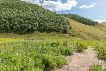Fototapeta na wymiar Beautiful landscape in Huanghuagou Huitengxile grassland near Hohhot, Inner Mongolia, China