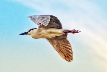 Black Crowned Night heron