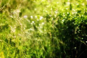 Small flowers in a green grass in blur. 