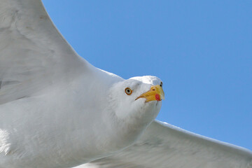 Seagull in flight against blue sky, background., seen from below. Part of body