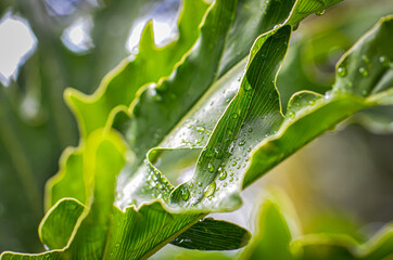 Rain Water droplets on green plant nature background close up flora botany photography