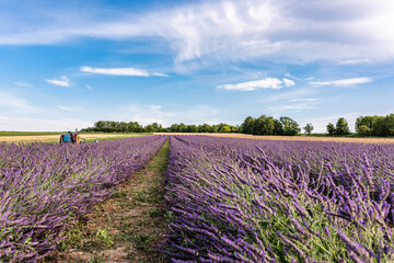 lavender field in germany