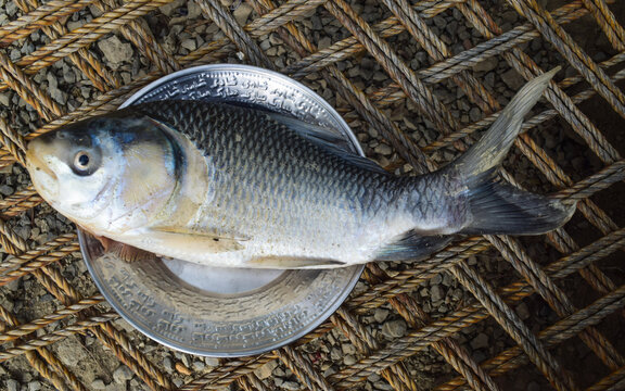 River fish crucian carp, animal Asian a kind of fish from the side, Live fish with flowing fins, wildlife isolated on white silver back Scardinius  erythrophthalmus Balochistan Pakistan