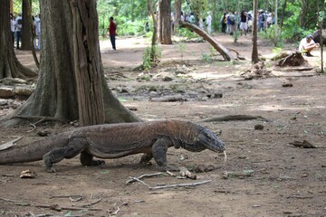 2017年2月コモド島で撮影したコモドドラゴン
