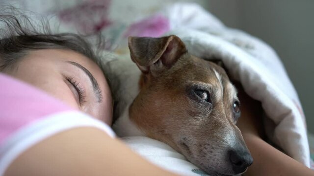 small dog opens eyes and looks straight lying in teenage girl hugs on large bed under coloured blanket close view