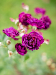 Flower rose close up on a green background