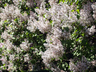 Pink lilac blossom background