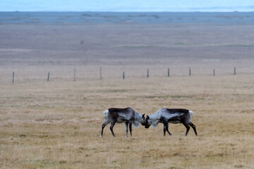 The reindeer native to Arctic, tundra, boreal, and mountainous regions
