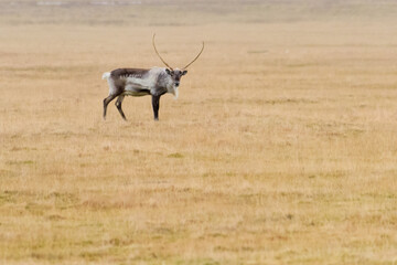 The reindeer native to Arctic, tundra, boreal, and mountainous regions