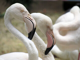Fototapeta premium Pink flamingos in the wild. Close-up.
