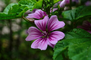 Obraz premium Malva Sylvestris Zebrina or Zebra Hollyhock is vigorous plant with showy flowers of bright mauve-purple with dark veins.
