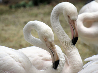 Obraz premium Pink flamingos in the wild. Close-up.