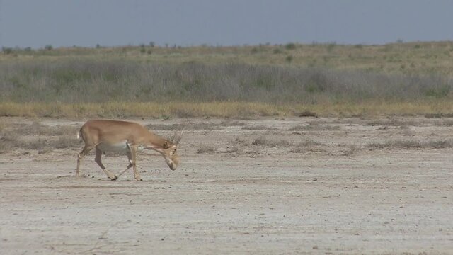 Kalmykia, nature reserve. A herd of saigas on a dry salt lake.