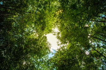 Bamboo forest and the morning sunlight.
