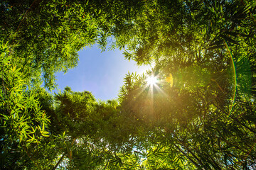 Bamboo forest and the morning sunlight.