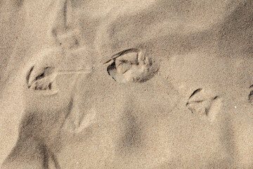 Fototapeta na wymiar Natural background, Texture bird footprints in the sand