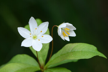 Three white flowers in a wood close up