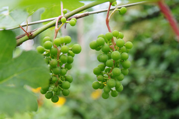 Young green unripe grapes hangs on a bush with green leaves. Grape ripening. Viticulture.