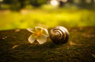 A plumeria flower and a shell of a snell on green moss. 
