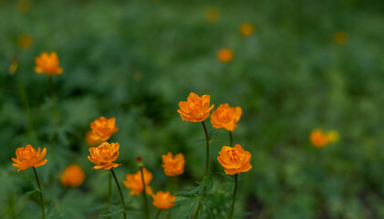 Orange flowers in the meadow in the highlands