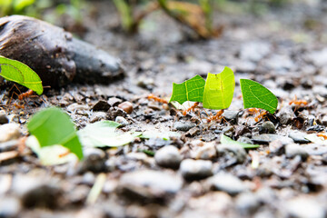 Cutter ants carry pieces of green leaves in a row along the sandy graveled ground in warm sunlight.