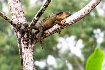 Lizard in the Rain