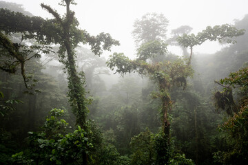 Cloud Forest Monte Verde Costa Rica