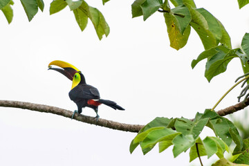 Toucan wiht fruit in beak