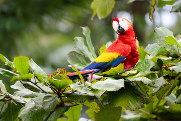 Red Parrot sitting in a tree