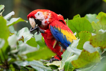 Red Parrot eating