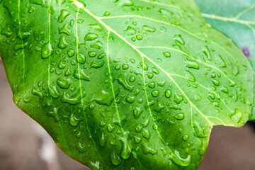 Rain on a green leaf