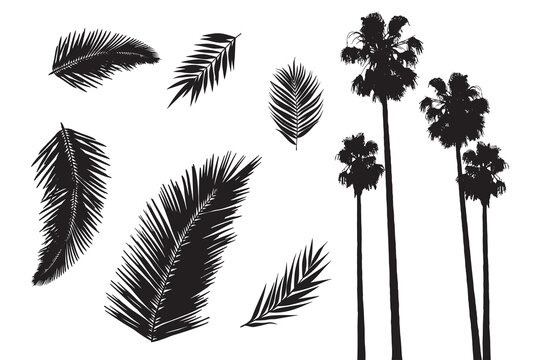 Palm tropic silhouettes. Clip art set on white background