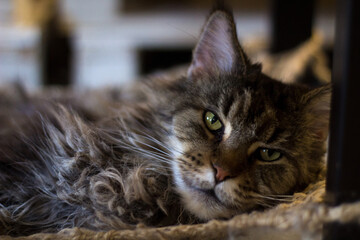 .Portrait of a maikun cat. The cat lies and looks strictly into the frame.