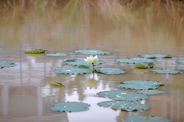 The background view of the white lotus flower that is different in species that are planted in the reservoir or by nature itself on the river, with bees to pollinate.