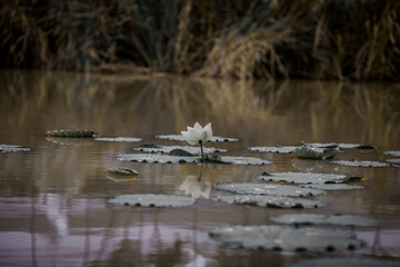 The background view of the white lotus flower that is different in species that are planted in the reservoir or by nature itself on the river, with bees to pollinate.