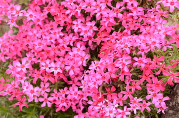 Fototapeta premium 芝桜
