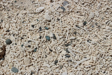 サンゴ礁の海岸